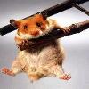 goldhamster goldhamster