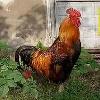 ozgur75 ozgur75