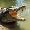 Croco_Dile Croco_Dile