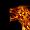 FireXforex FireXforex
