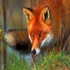 TheSlyFox TheSlyFox