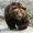 Bears Bears