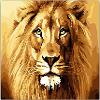 lion_eyes lion_eyes
